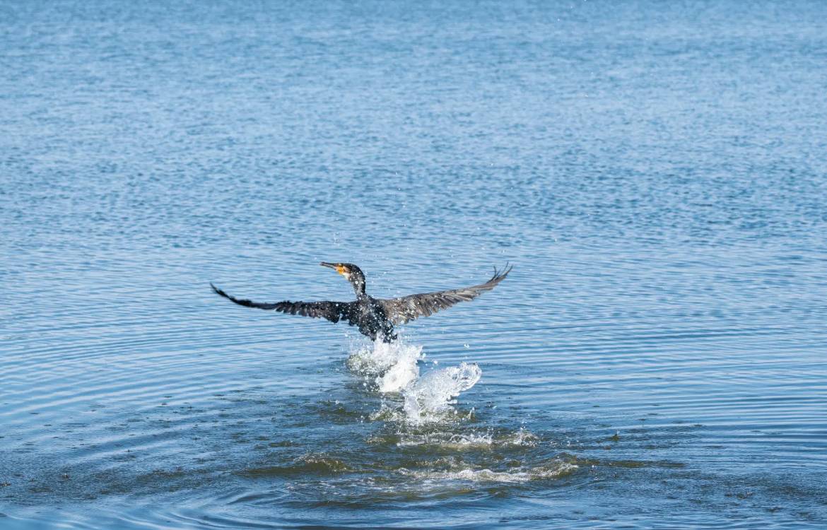Un cormorano si alza in volo dall'acqua