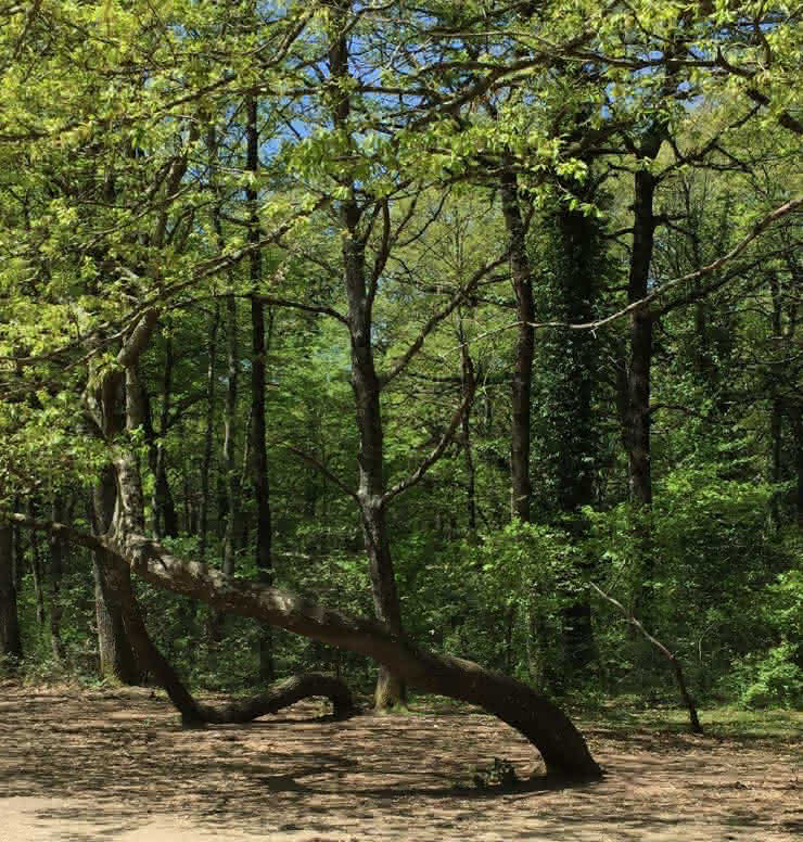 Fotografia del bosco di Manziana, con alberi piegati