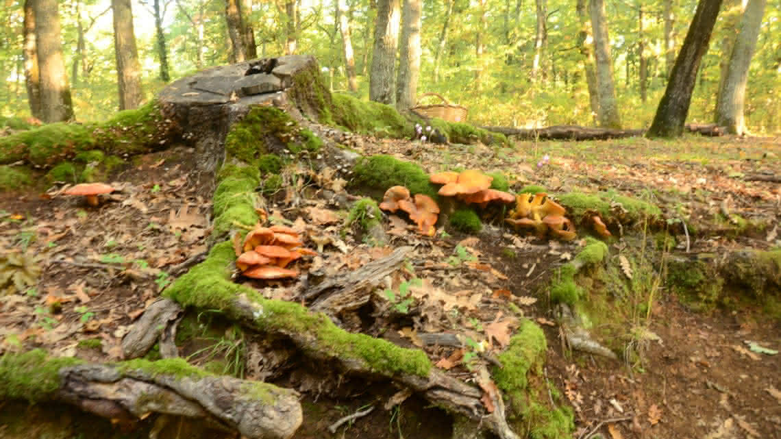 Ceppo ricoperto di funghi in ambiente boschivo